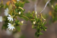 Scaevola myrtifolia