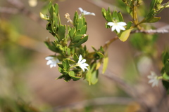 Scaevola myrtifolia