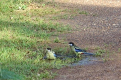 Platycercus venustus
