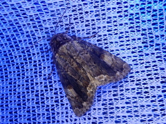 Anacronicta caliginea