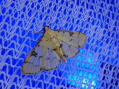 Goniorhynchus butyrosus