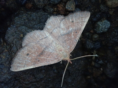 Ectephrina semilutata