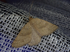 Ectephrina semilutata