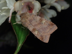 Diarsia canescens