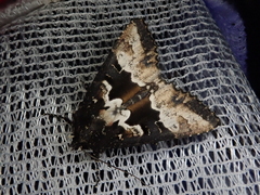 Phlogophora albovittata