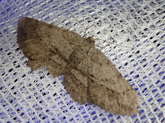 Hypomecis crassestrigata