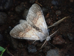 Stauropus basalis