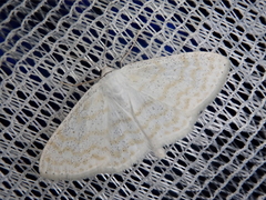 Scopula floslactata
