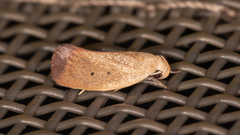 Acanthodela protophaes