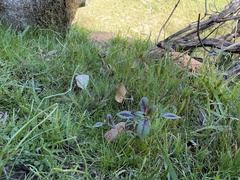 Clarkia springvillensis