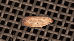 Acanthodela protophaes