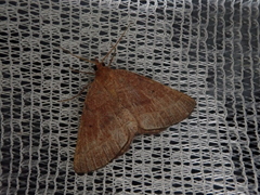 Ectephrina semilutata