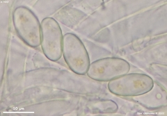 Pseudombrophila cervaria