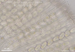 Pseudombrophila cervaria