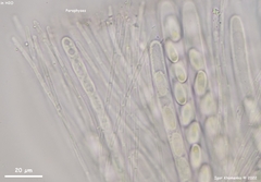 Pseudombrophila cervaria