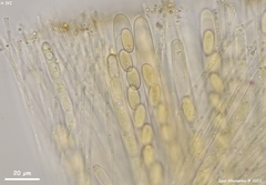 Pseudombrophila cervaria