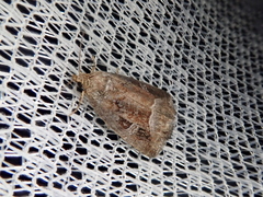 Protodeltote wiscotti