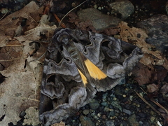 Chrysorithrum flavomaculata