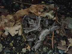 Chrysorithrum flavomaculata