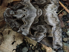 Chrysorithrum flavomaculata