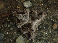 Chrysorithrum flavomaculata