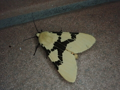 Spilarctia bifasciata