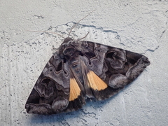 Chrysorithrum flavomaculata