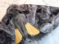 Chrysorithrum flavomaculata