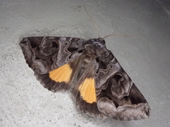 Chrysorithrum flavomaculata