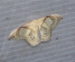 Macrauzata melanapex