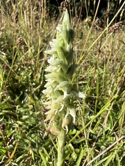 Brachystele unilateralis