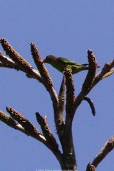 Hypocharmosyna placentis