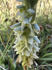 Brachystele unilateralis