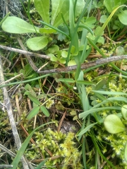 Trifolium willdenovii