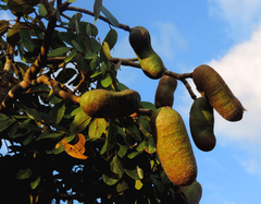 Hymenaea