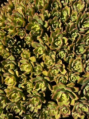 Aeonium haworthii
