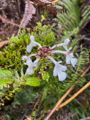 Phyllostegia grandiflora
