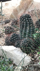 Hamatocactus