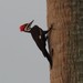 Southern Pileated Woodpecker - Photo (c) cpar, some rights reserved (CC BY-NC), uploaded by cpar