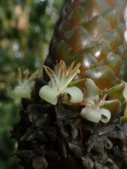 Guzmania coriostachya