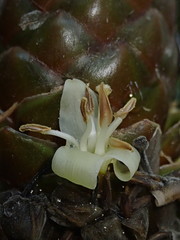 Guzmania coriostachya