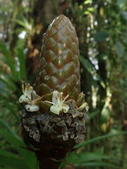 Guzmania coriostachya