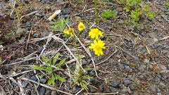 Senecio brigalowensis