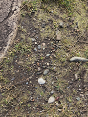 Sphaerocarpos texanus