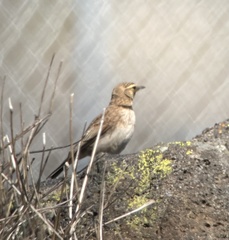 Eremophila alpestris insularis