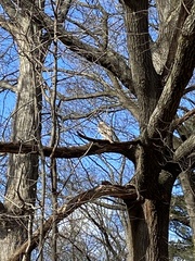 Buteo jamaicensis