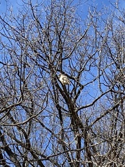 Buteo jamaicensis