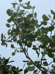 Cheirodendron platyphyllum