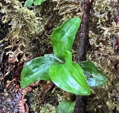 Anoectochilus sandvicensis
