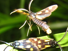 Balataea octomaculata